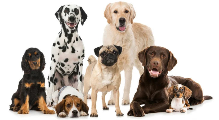 Dog Pet Supplies