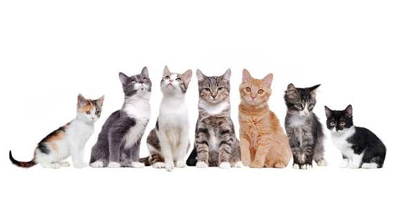 Cat Pet Supplies